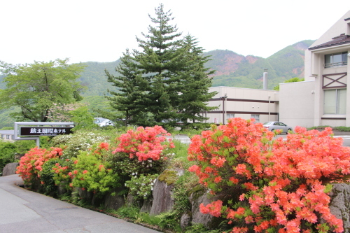 蔵王国際ホテル周辺の新緑、八重桜、躑躅＆紫陽花の代わりに紫陽花橋を撮影　２０２１．５．２７朝_c0075701_17411379.jpg