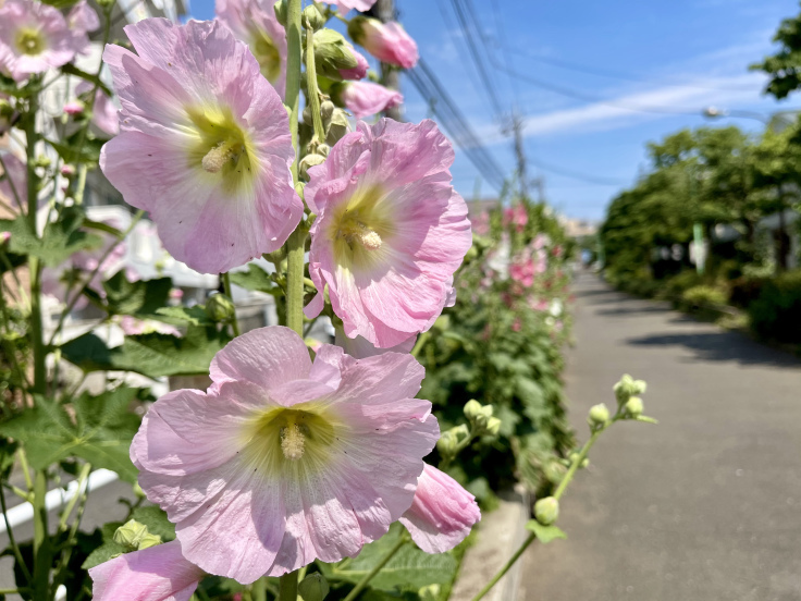 笹塚から代々木上原まで☆お花散歩☆_c0212604_06562561.jpeg