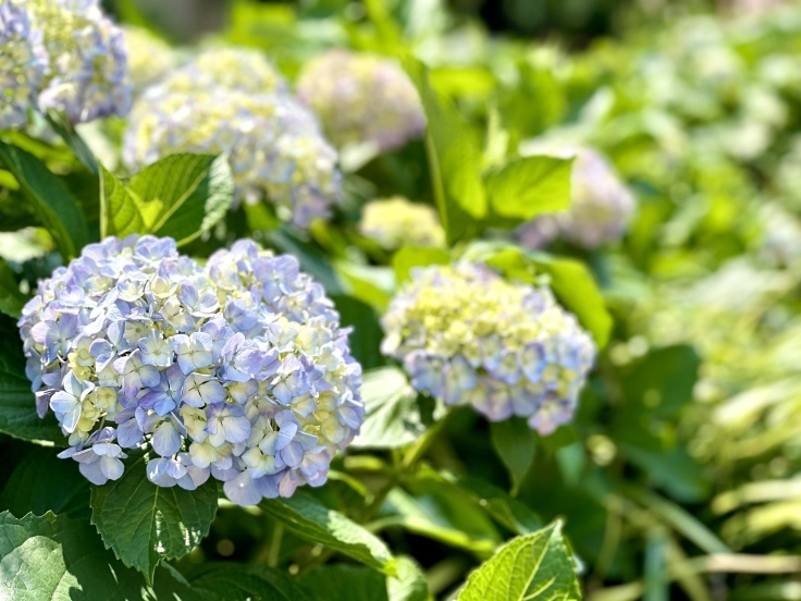 笹塚から代々木上原まで☆お花散歩☆_c0212604_06574310.jpeg