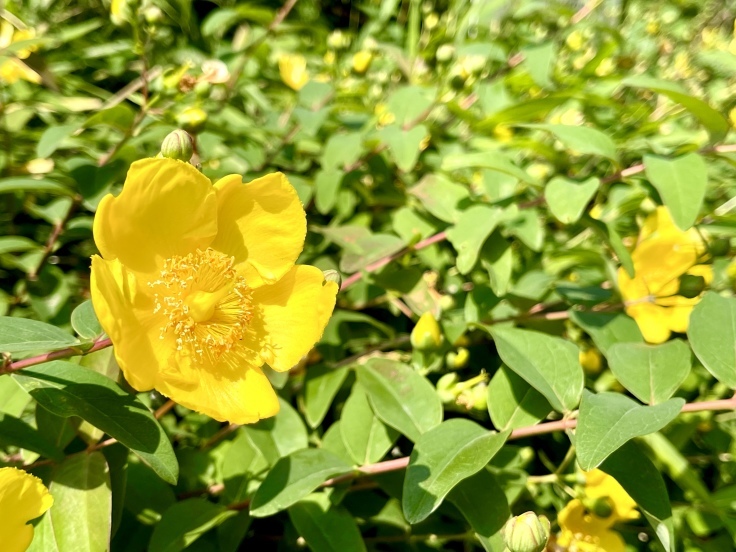 笹塚から代々木上原まで☆お花散歩☆_c0212604_07004573.jpeg