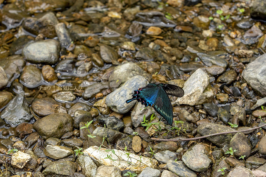 ミヤマカラスアゲハ　その後_b0315912_15351250.jpg