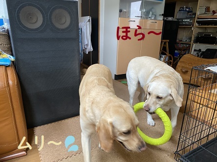 あんびん餅の田中屋。_c0182012_15355234.jpg