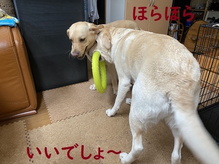 あんびん餅の田中屋。_c0182012_15355771.jpg