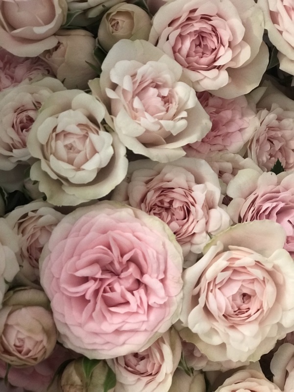 Rose Day 〜ローズの日_a0157813_16525957.jpeg