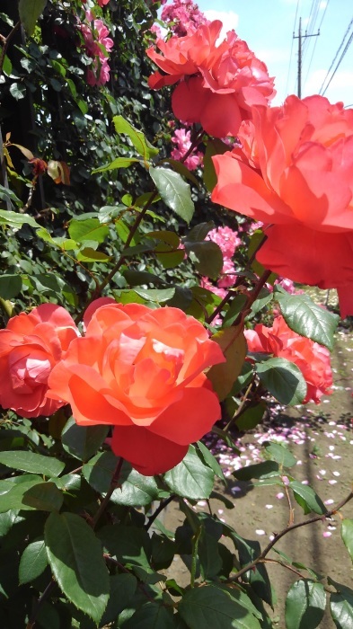 ■続・薔薇３【２０２１年（株）日本フルハーフさんの薔薇】_b0033423_01583458.jpg