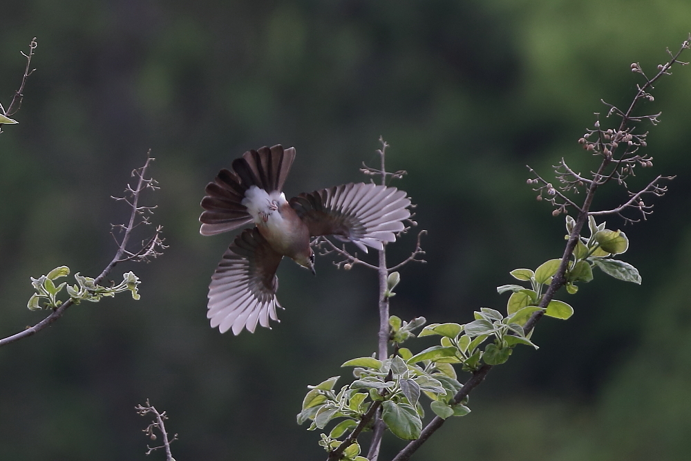 鳴かない？【チゴモズ・カケス】_b0113228_09555338.jpg