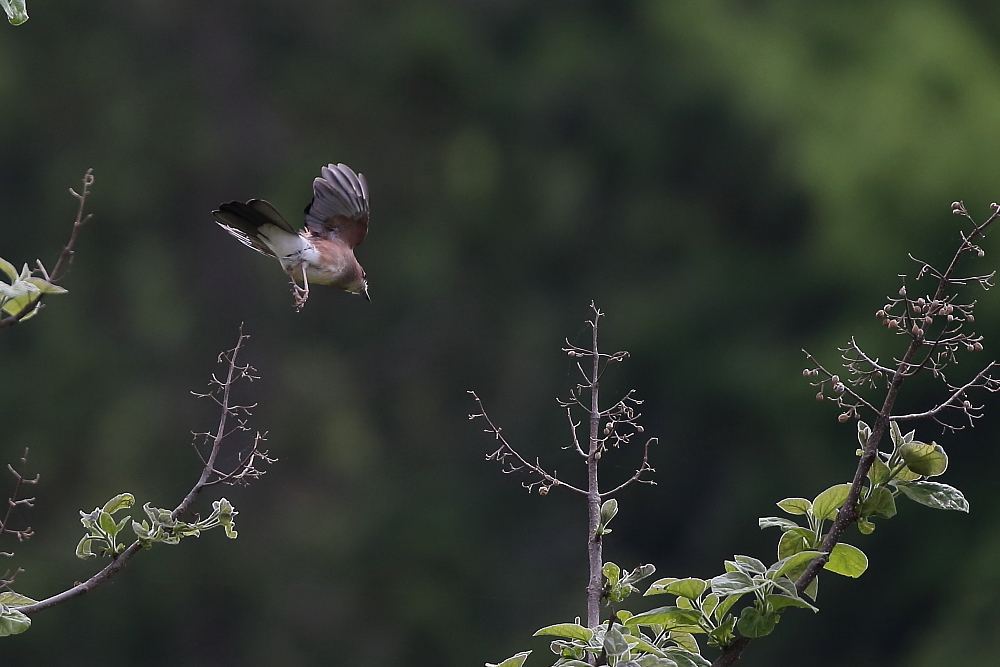 鳴かない？【チゴモズ・カケス】_b0113228_09555665.jpg