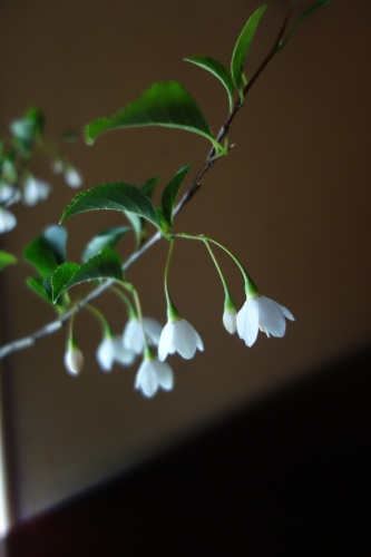 初夏の草花たち_a0197730_01240118.jpg