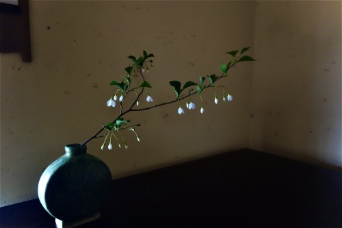 初夏の草花たち_a0197730_01241448.jpg