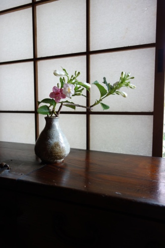 初夏の草花たち_a0197730_01241925.jpg