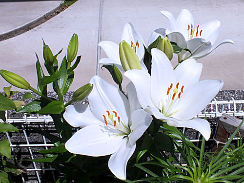 白い花３つ_e0413146_16240452.jpg