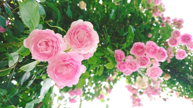 恋愛運 結婚運 運の寄り道