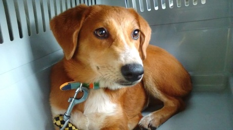 動のビビリの娘犬ちゃん、本日お引越しです!_c0372561_23564799.jpg