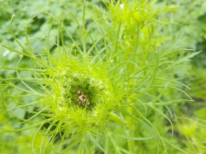 レースの花…_b0368362_05030113.jpg