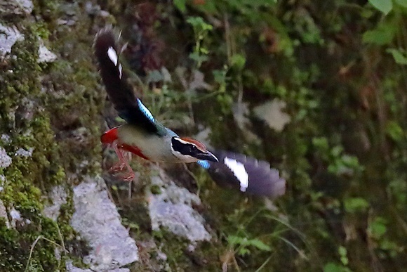 ヤイロチョウ 声のみ 野鳥の視線