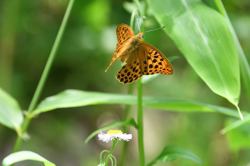秩父のクモガタヒョウモン(2021/5/14)_f0031682_09485248.jpg