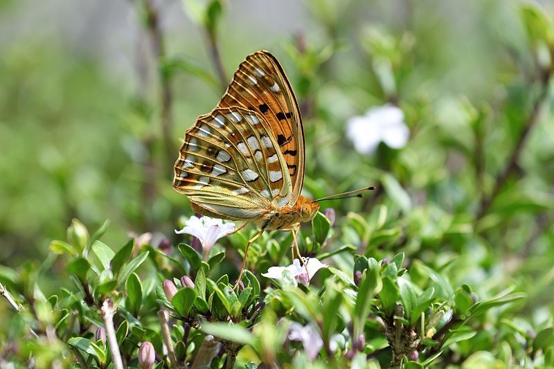 秩父のクモガタヒョウモン(2021/5/14)_f0031682_09485251.jpg