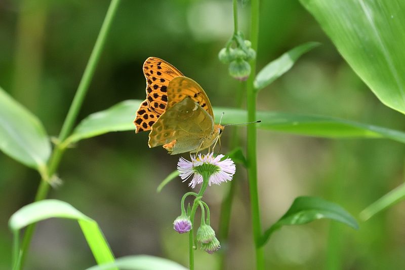 秩父のクモガタヒョウモン(2021/5/14)_f0031682_09485289.jpg