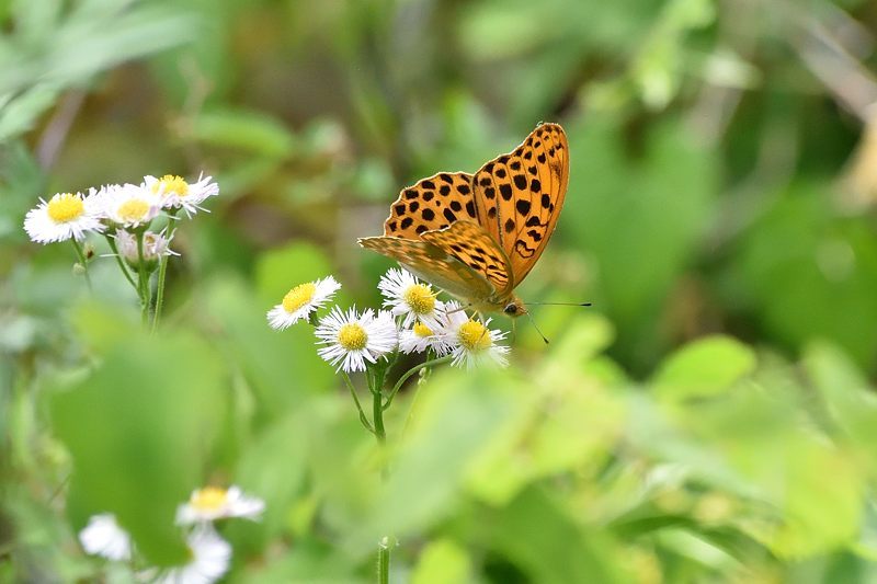 秩父のクモガタヒョウモン(2021/5/14)_f0031682_09485776.jpg
