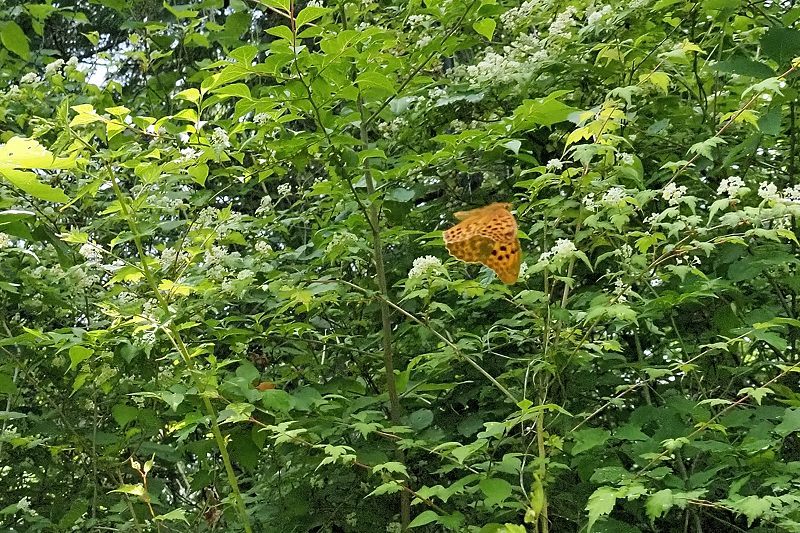 秩父のクモガタヒョウモン(2021/5/14)_f0031682_09490508.jpg