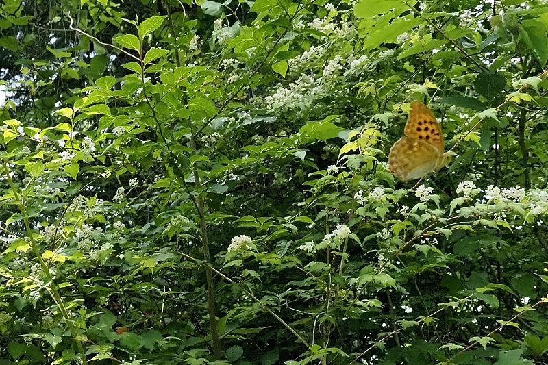 秩父のクモガタヒョウモン(2021/5/14)_f0031682_09490510.jpg