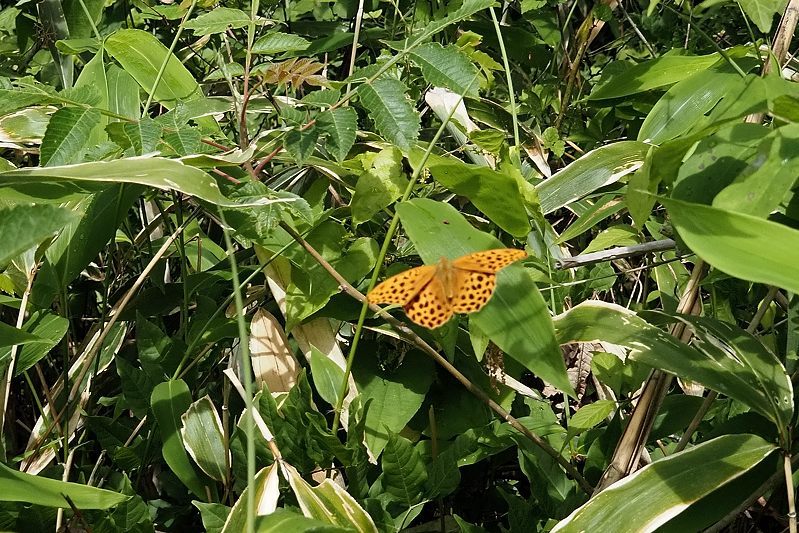 秩父のクモガタヒョウモン(2021/5/14)_f0031682_09490512.jpg