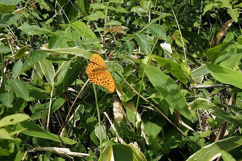 秩父のクモガタヒョウモン(2021/5/14)_f0031682_09490523.jpg