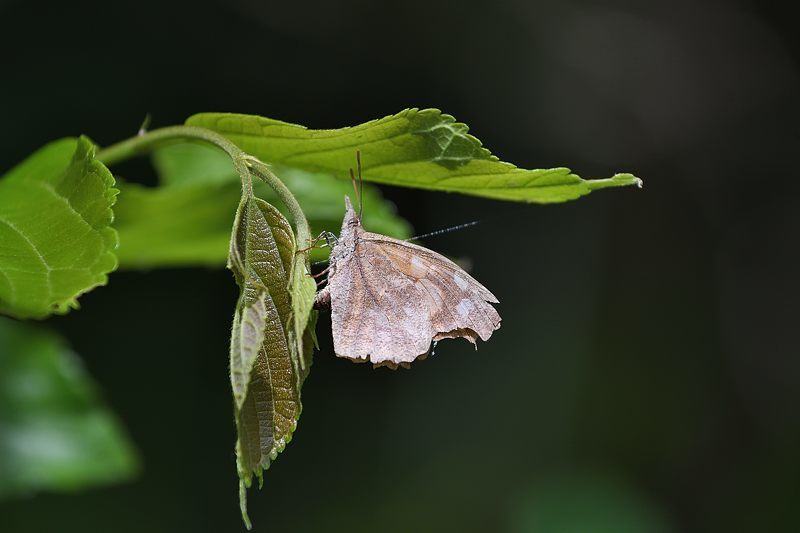 秩父のクモガタヒョウモン(2021/5/14)_f0031682_09490591.jpg