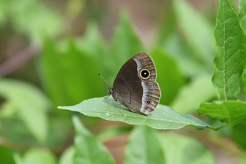 秩父のクモガタヒョウモン(2021/5/14)_f0031682_09491016.jpg