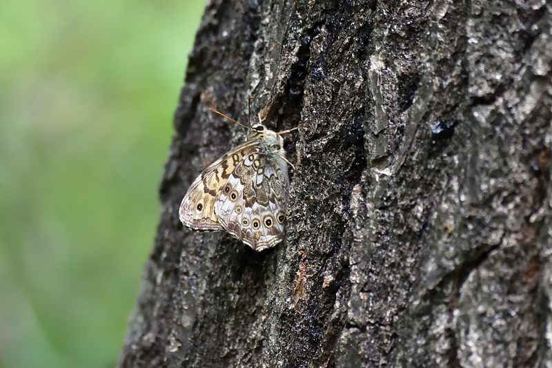 秩父のクモガタヒョウモン(2021/5/14)_f0031682_09491026.jpg