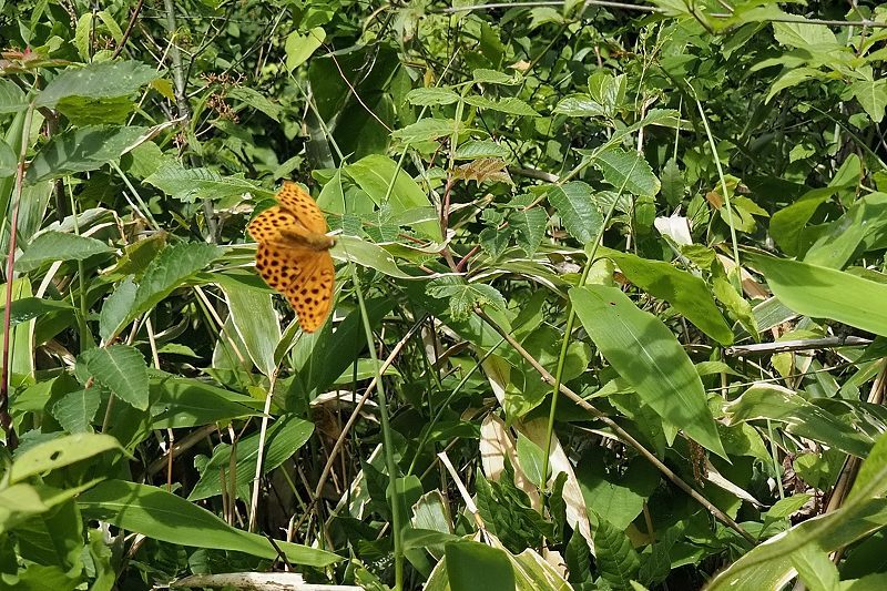 秩父のクモガタヒョウモン(2021/5/14)_f0031682_09491029.jpg