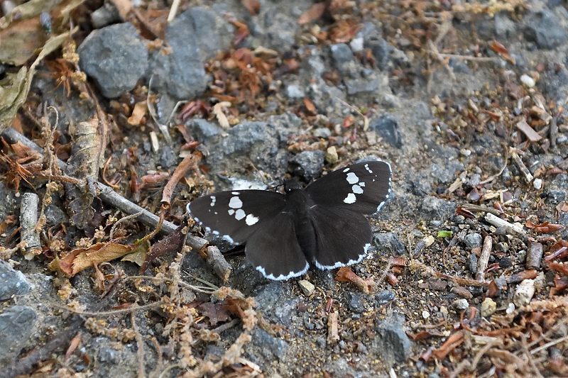 秩父のクモガタヒョウモン(2021/5/14)_f0031682_09491052.jpg