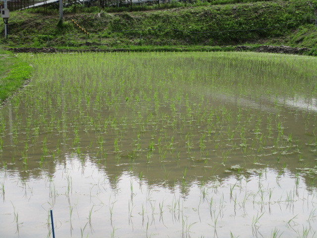 田植えについて(月光原小・西根小学校)_d0247484_16591859.jpg