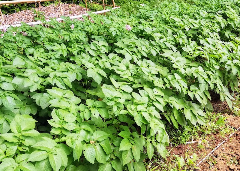雑草の繁茂に抗って 畑 釣り 読書 暮らしあれこれ 雑草の繁茂に抗って 畑 釣り 読書 暮らしあれこれ