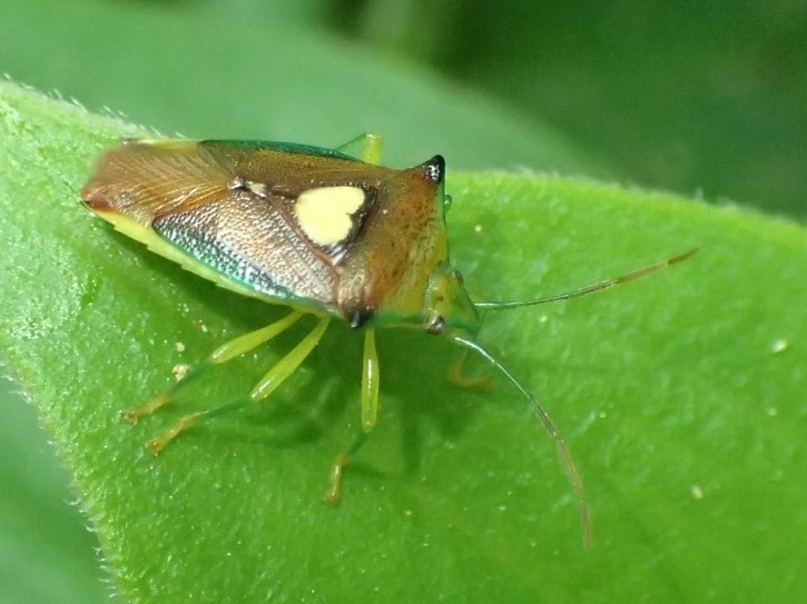 エサキモンキツノカメムシ Sastragala Esakii 写ればおっけー コンデジで虫写真 エサキモンキツノカメムシ Sastragala Esakii 写ればおっけー コンデジで虫写真