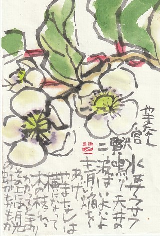 サルナシの花 日々是絵手紙 サルナシの花 日々是絵手紙
