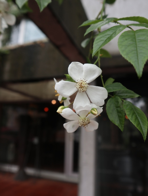 家に帰る前にちょっとお茶して帰りましょうか？_b0331802_21595090.jpg