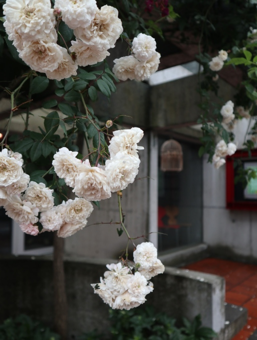 家に帰る前にちょっとお茶して帰りましょうか？_b0331802_22000669.jpg
