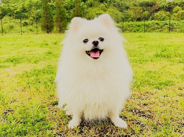 何かがついている_d0360206_19270319.jpg