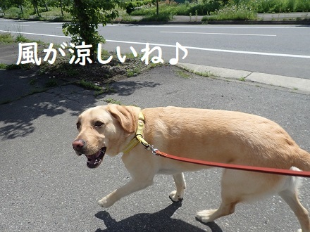 盲導犬候補生からのキャリアチェンジ犬プニ りんご村