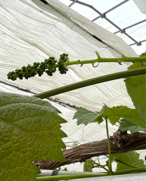 野菜の時間始まりした。_f0067514_13532024.jpg