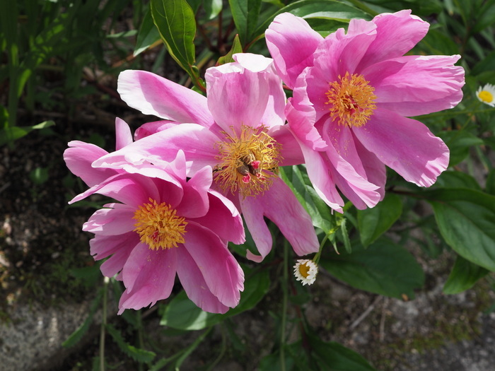 芍薬(しゃくやく)_c0116915_23501959.jpg