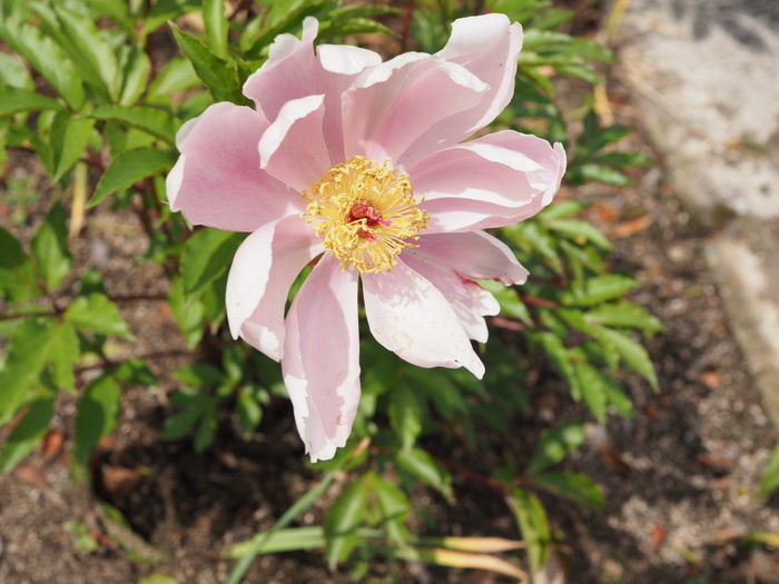 芍薬(しゃくやく)_c0116915_23514407.jpg