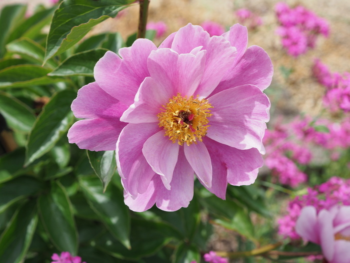 芍薬(しゃくやく)_c0116915_23522885.jpg