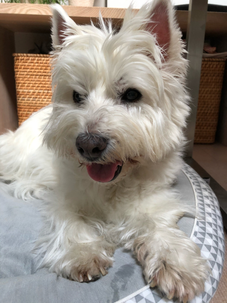 ウェスティの広告 白にまっ黒おめめと黒いはな 茶犬のガブリン