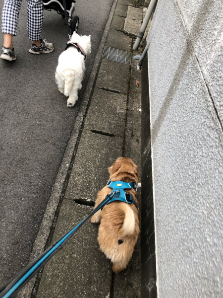 ウェスティの広告 白にまっ黒おめめと黒いはな 茶犬のガブリン