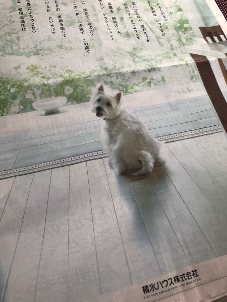 ウェスティの広告 白にまっ黒おめめと黒いはな 茶犬のガブリン