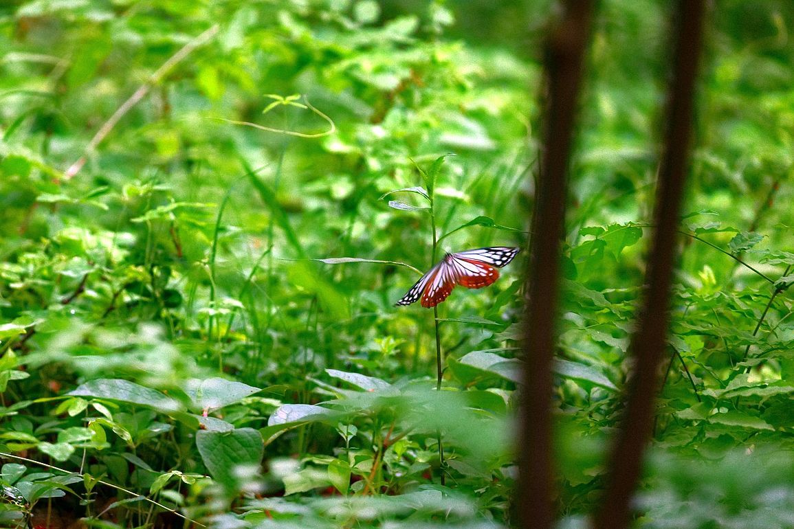 奇跡は起こる！ 早くもアサギマダラをゲット♪・・・５月２２日の赤城自然園（２）_a0031821_04120479.jpg
