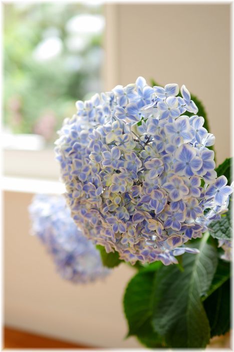 我が家の紫陽花と韓国ドラマ_f0143227_13380928.jpg