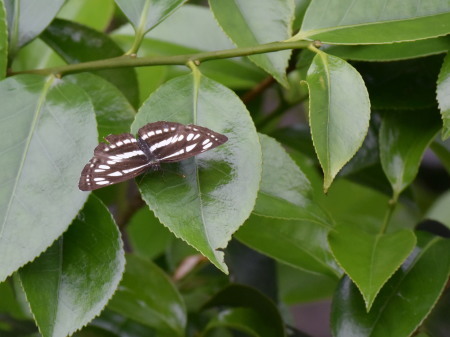 2021年5月下旬 埼玉県北部久喜市 拙宅周辺の虫たち_c0353632_07454243.jpg